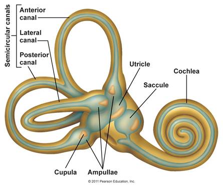 http://droualb.faculty.mjc.edu/Course%20Materials/Physiology%20101/Chapter%20Notes/Fall%202007/figure_10_48_labeled.jpg