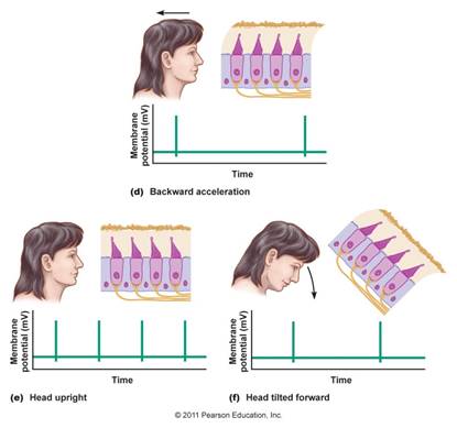 http://droualb.faculty.mjc.edu/Course%20Materials/Physiology%20101/Chapter%20Notes/Fall%202007/figure_10_50d-f_labeled.jpg