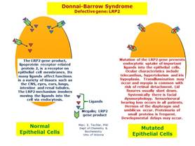 Risultati immagini per facio oculo acoustico renal syndrome