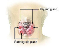 https://upload.wikimedia.org/wikipedia/commons/thumb/a/a3/Illu_thyroid_parathyroid.jpg/220px-Illu_thyroid_parathyroid.jpg