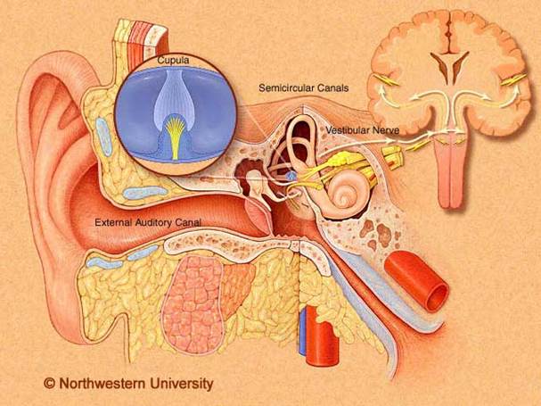 http://www.dizziness-and-balance.com/images/Vestibular-Nerve-labeled-cd.jpg