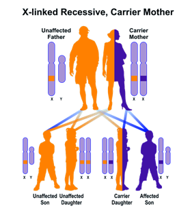http://disorders.eyes.arizona.edu/sites/disorders.eyes.arizona.edu/files/XLinked_R_M.png