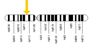 Il gene NDP è situato sulla breve (p) braccio del cromosoma X nella posizione 11.4.