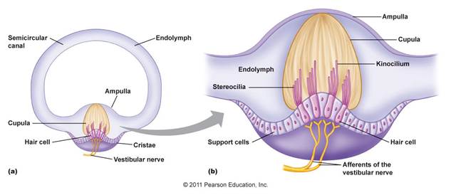 http://droualb.faculty.mjc.edu/Course%20Materials/Physiology%20101/Chapter%20Notes/Fall%202007/figure_10_49a-b_labeled.jpg