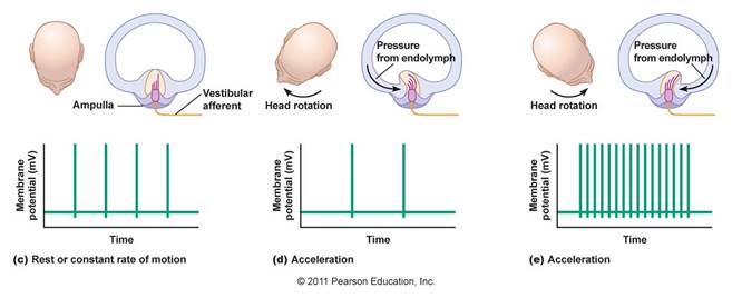 http://droualb.faculty.mjc.edu/Course%20Materials/Physiology%20101/Chapter%20Notes/Fall%202007/figure_10_49c-e_labeled.jpg