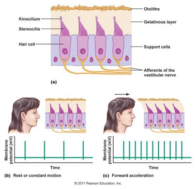 http://droualb.faculty.mjc.edu/Course%20Materials/Physiology%20101/Chapter%20Notes/Fall%202007/figure_10_50a-c_labeled.jpg