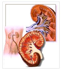 http://www.werathah.com/deafness/images/kidney.jpg