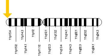 The KCNQ1 gene is located on the short (p) arm of chromosome 11 at position 15.5.