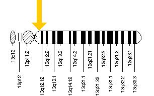 Il gene GJB2 si trova sul lungo (q) braccio del cromosoma 13 tra le posizioni 11 e 12.