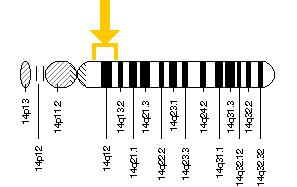 Il gene COCH si trova sul lungo (q) braccio del cromosoma 14 tra le posizioni 13 e 11.2.