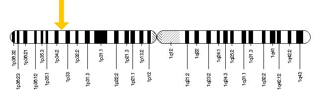 Il gene KCNQ4 si trova sul breve (p) braccio del cromosoma 1 alla posizione 34.