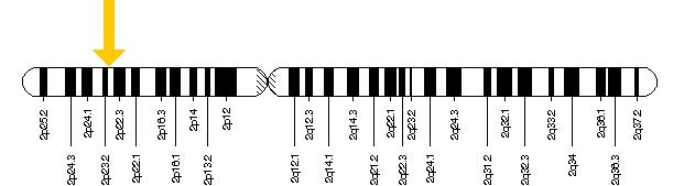 Il gene OTOF si trova sul breve (p) braccio del cromosoma 2 alla posizione 23.1.