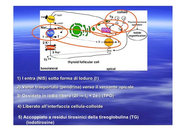 1) I entra (NIS) sotto forma di Ioduro (I-) 2) Viene trasportato (pendrina) verso il versante apicale 3) Ossidato in iodio...