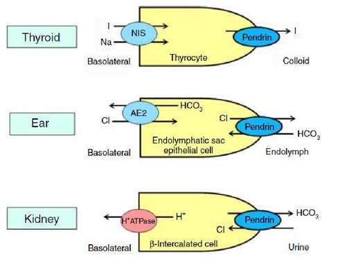 SCHEMA FUNZIONE PENDRINA