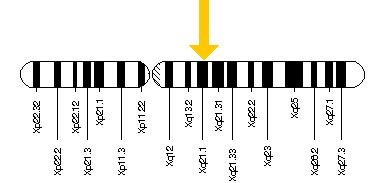 Il gene POU3F4 si trova sul lungo (q) braccio del cromosoma X nella posizione 21.1.