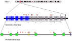 Figura 2.. Schema di OTOF sul cromosoma 2p23.