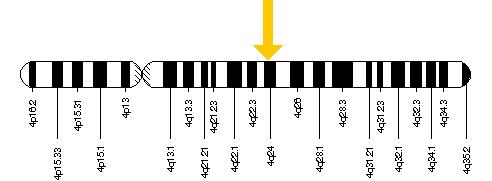 Il gene CISD2 si trova sul lungo (q) braccio del cromosoma 4 in posizione 24.