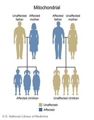 Mitochondrial Inheritance