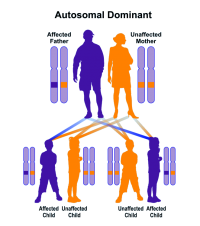 Sample pedigree of autosomal dominant inheritance