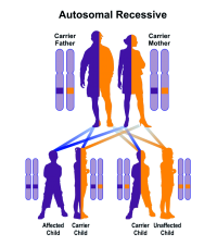 Sample pedigree of autosomal recessive inheritance