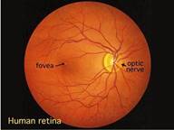 Immagine di normale retina umana