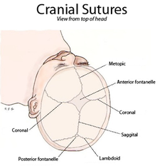 http://upload.wikimedia.org/wikipedia/commons/thumb/5/5f/Sutures_from_top.png/225px-Sutures_from_top.png