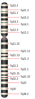 http://upload.wikimedia.org/wikipedia/commons/thumb/a/a7/Chromosome_7.svg/120px-Chromosome_7.svg.png