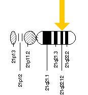 The KCNE1 gene is located on the long (q) arm of chromosome 21 at position 22.12.