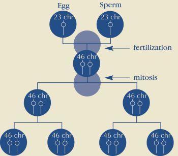 http://www.ndss.org/PageFiles/2588/Typical%20Cell%20Division.jpg