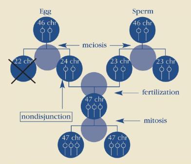 http://www.ndss.org/PageFiles/2588/Nondisjunction%20Cell%20Division.jpg