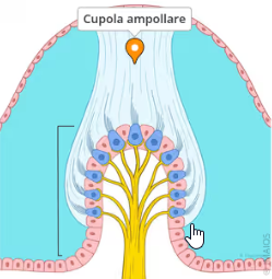 Cupola ampollare all'interno di un canale semicircolare