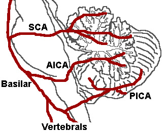 Arterie vertebrali, basilare e cerebellari (PICA, AICA, SCA)