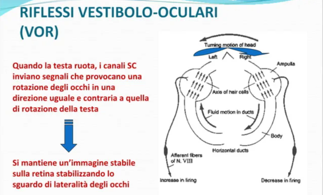 Infografica dei riflessi vestibolo-oculari