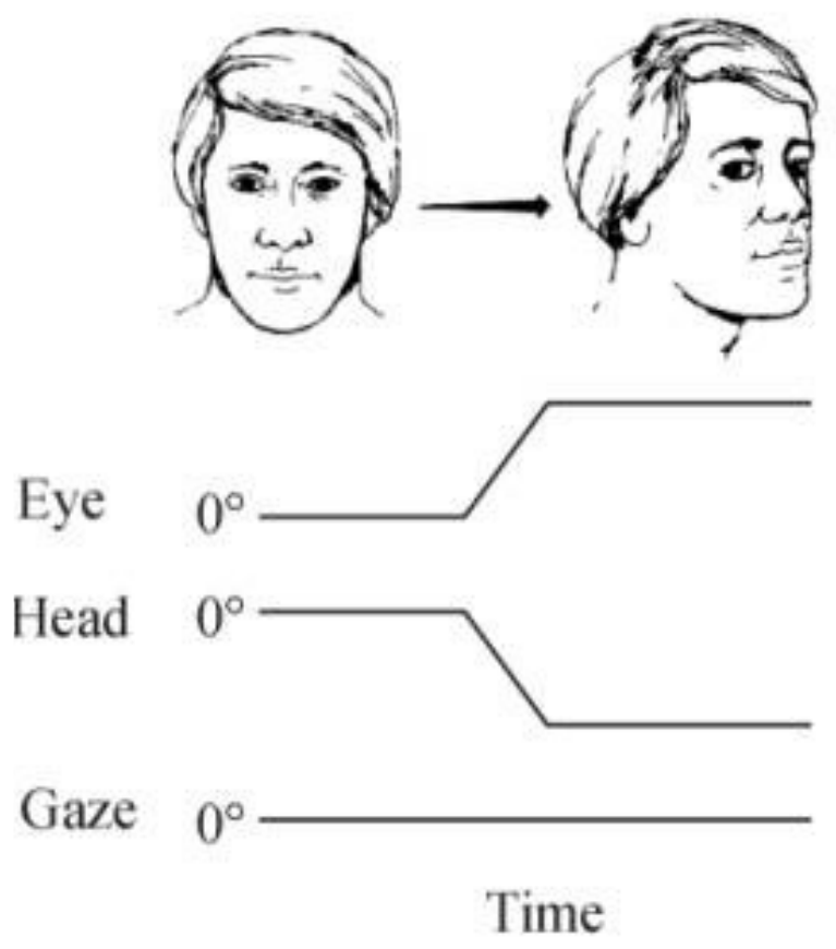Il video head impulse test (vHIT)