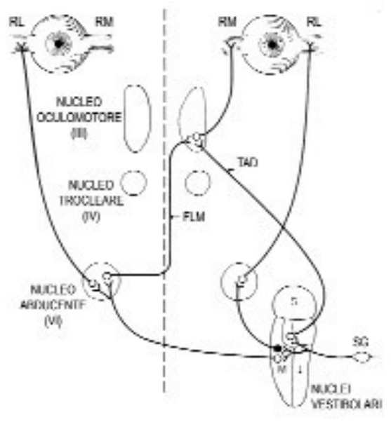 Il video head impulse test (vHIT)