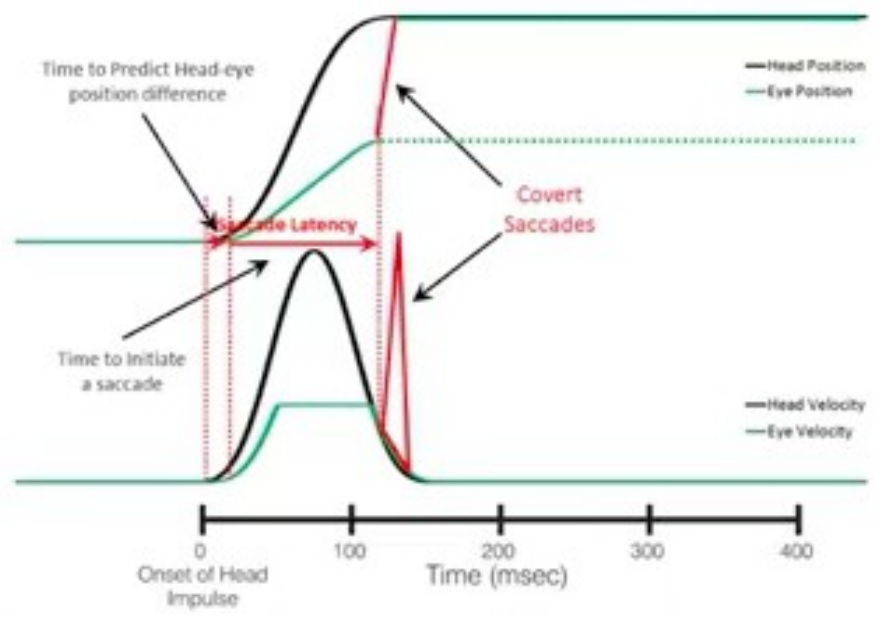 Il video head impulse test (vHIT)